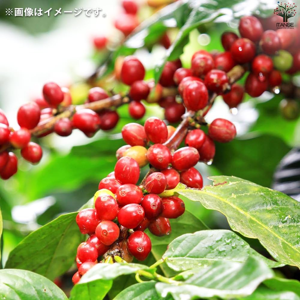 810 特上　斑入り　コーヒー　アラビカ種　実生　一点物　原種　古典園芸 810 特上 斑入り コーヒー アラビカ種 実生 一点物 原種 古典園芸